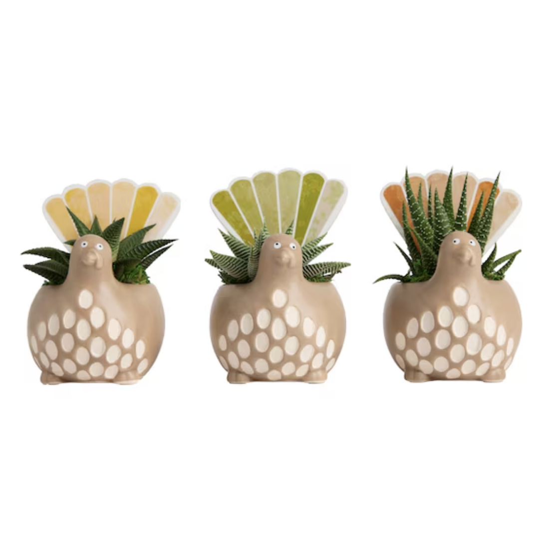 Today only: LiveTrends 3-pack Gobble Gobble + Haworthia for $25