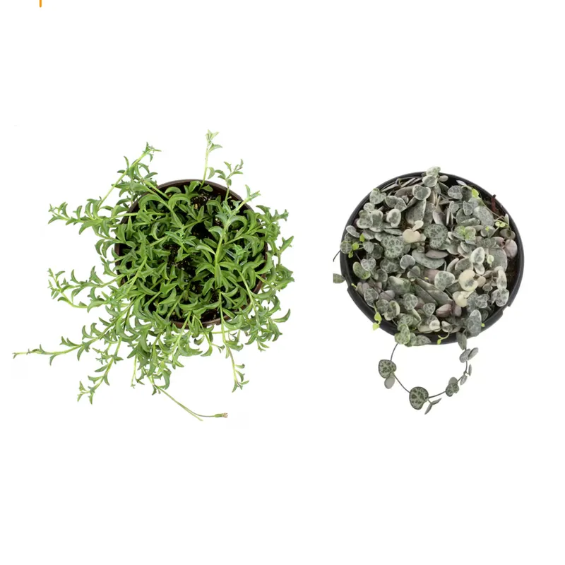Today only: Take up to 30% off select Altman house plants