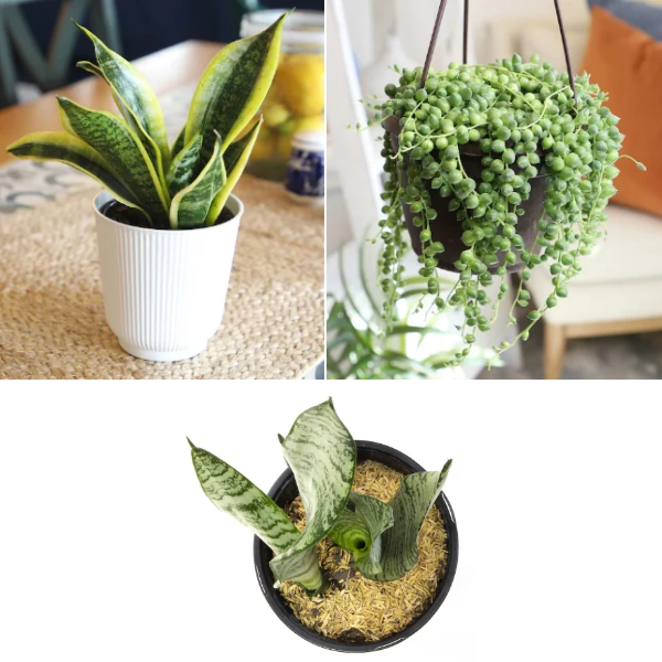 Today only: Take up to 30% off select Altman house plants