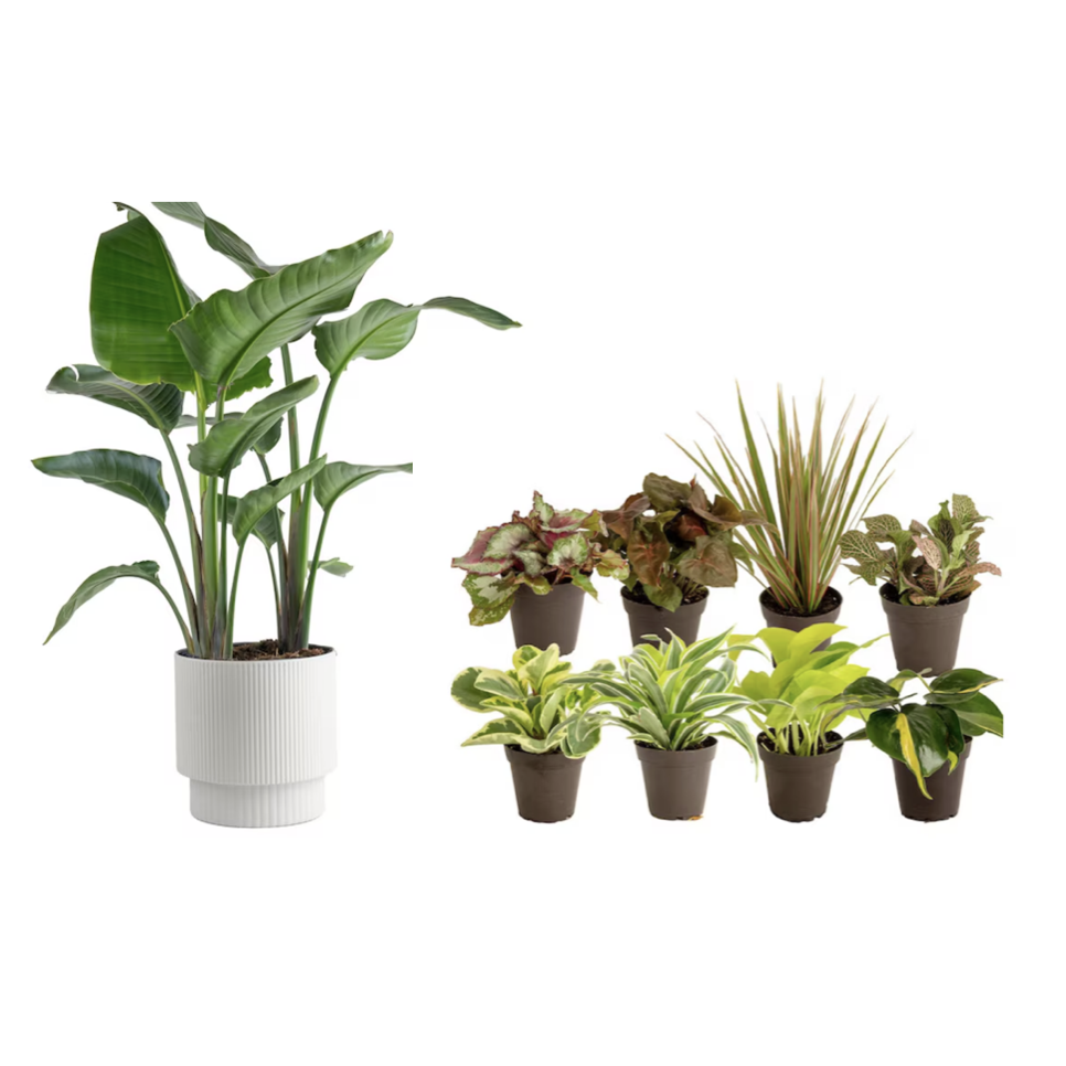 Today only: Take up to 30% off select Costa Farms plants