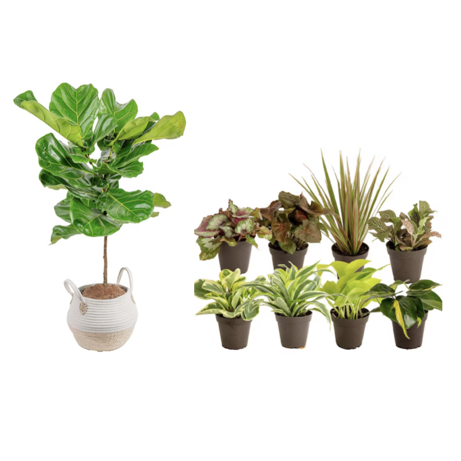 Today only: Take up to 30% off select Costa Farms plants